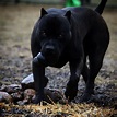 Pin by Purple Rain on Prague beauty black Pitbull | Bully breeds dogs ...