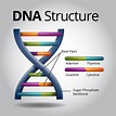DNA Structure | Visual.ly