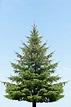 ᐈ Buscar un Árbol o Pino Natural para Adornar en Navidad | Blog de ...