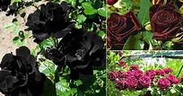 10 Black Roses Varieties, Growing Tips and Meaning