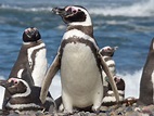 Magellanic Penguin Biology - Center for Ecosystem Sentinels