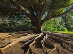 500+ Tree Roots Pictures [HD] | Download Free Images on Unsplash