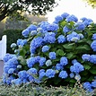 Hortensie Endless Summer® The Original, blau, XL-Qualität online kaufen ...