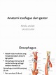 Anatomi Esofagus Dan Gaster | PDF