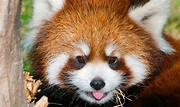 Red Panda Facts: Animals of Asia - WorldAtlas.com