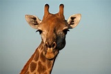 All Things Giraffe - Southern Destinations