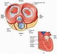 Heart Anatomy · Anatomy and Physiology