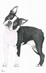Boston Terrier Drawing by Murphy Elliott - Pixels