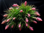 Tillandsia stricta (Upright Air Plant) - World of Flowering Plants