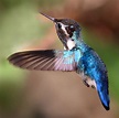 Meet the Bee Hummingbird, This Captivating Jewel Is the World’s ...