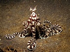 Mimic Octopus, this fascinating creature was discovered in 1998 off the ...