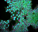 Single-Cell Biology - Pelkmanslab