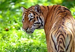 Tigre - ecologia, características, subespécies e fotos de tigres ...