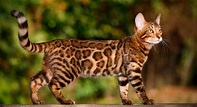 Gato de Bengala, características como mascota y comportamiento