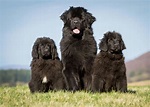 Newfoundland - Breed Profile | Australian Dog Lover