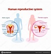 Human reproductive system anatomical. Genitals of man and woman design ...