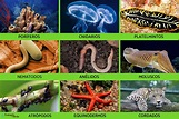 Reino Animalia o animal: qué es, características, clasificación y ...