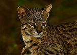 Épinglé par Suçuarana sur Felidae en 2020 | Animaux, Chat