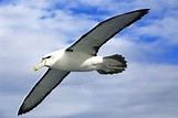 Albatrosses – On Wildlife