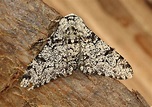 Peppered Moth: Identification, Life Cycle, Facts & Pictures