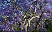 Blooming Jacaranda Trees in New Farm Park Brisbane Queensland Australia ...