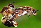 La abeja reina y sus características - MundoAbejas