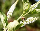 Lipia: especie melífera para la apicultura | Instituto Nacional de ...