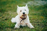 West Highland White Terrier Rassebeschreibung - dogbible
