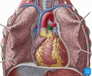Tronco pulmonar: Anatomía y función | Kenhub