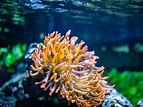 Korallen im Meerwasseraquarium | ZooRoyal Magazin