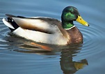 Mississippi welcomes migrating waterfowl | Mississippi State University ...