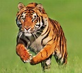 Las mejores fotos de Tigres - AnimalesMascotas