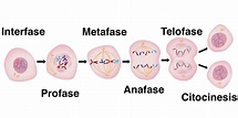Reproducción Celular - Concepto, fases, meiosis y mitosis