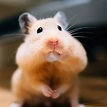 30 Cute Hamster Pictures That Will Make You Smile (2023)