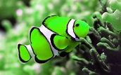 Green Koi Fish Wallpapers - Top Free Green Koi Fish Backgrounds ...