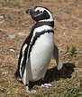 Magellanic Penguin Argentina, Chile, the Falkland Islands and Brazil ...