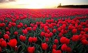 Field of Roses Wallpapers - 4k, HD Field of Roses Backgrounds on ...