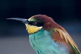 Birds Beaks & Adaptations