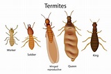 Termite Identification (Including Members of the Colony) - PestWiki