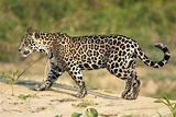 Why Are Jaguars Endangered Animals? | Sciencing