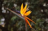 Bird of paradise plant: characteristics and care