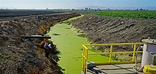 Bioreactors to the Rescue in Polluted California Wetlands | Hakai Magazine