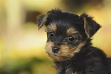 Search No More - We Have Yorkshire Terrier Puppies! - Furry Babies