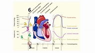 Diagrama o Esquema de Wiggers | El Ciclo Cardíaco | Fisiología cardíaca ...