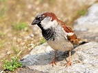 Spatz Foto & Bild | tiere, vögel, natur Bilder auf fotocommunity