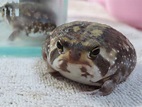 最療癒青蛙《饅頭蛙》不只外型可愛還有個更可愛的日本名？ | 宅宅新聞