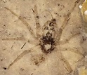 Una araña de 165 millones de años | RTVE.es