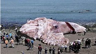 Colossal Squid Compared To A Human