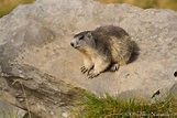 Marmota alpina (Marmota marmota) - Objetivo naturaleza