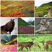 Nanda Devi National Park - The Treasure Pride of Indian Biodiversity ...